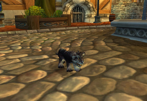 Nightsaber Cub Loot